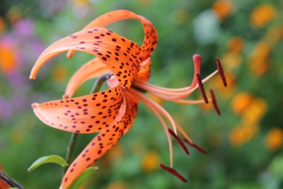 BG10_071_Flower in Filaretov garden_Zheravna.JPG