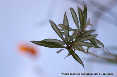 IMGP2715a.jpg