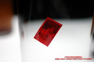 IMGP4550.jpg