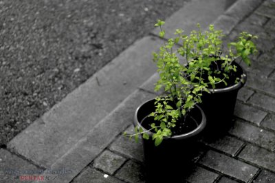 IMGP2542.jpg