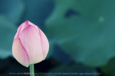IMGP7093.jpg