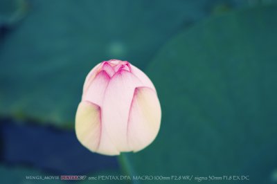 IMGP7106.jpg