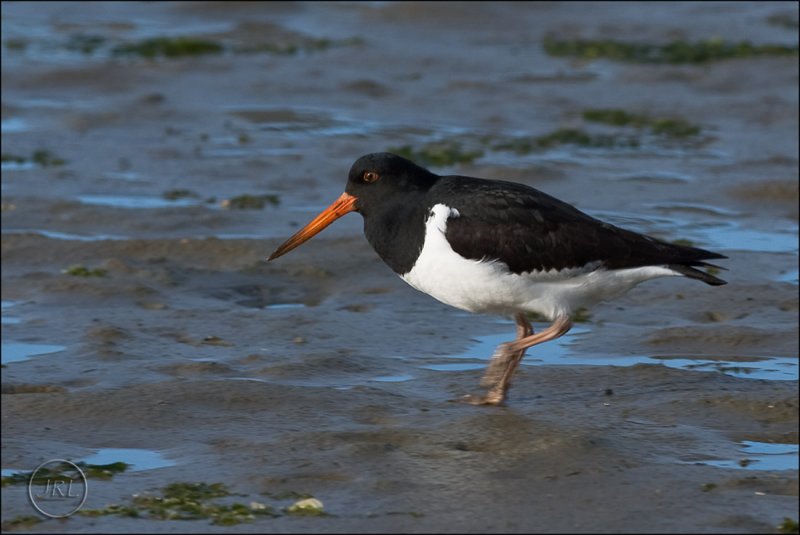 Toreapango, the variable oystercatcher