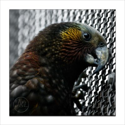 Kaka, the bush parrot