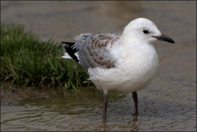 A young Tarapunga (Red Billed Gull)