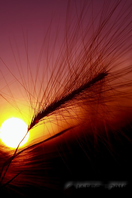 Sunset Foxtail