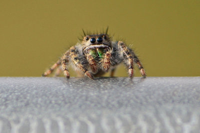 JumperClose.jpg