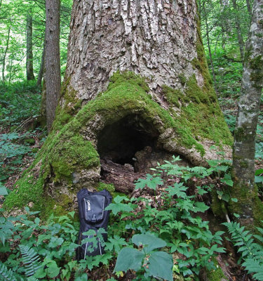 BigTree1CB.jpg