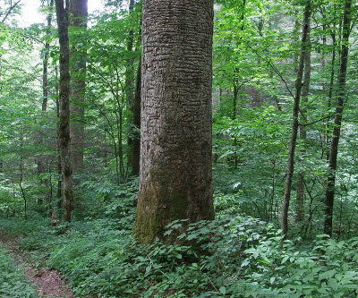 WoodPeckerTree.jpg