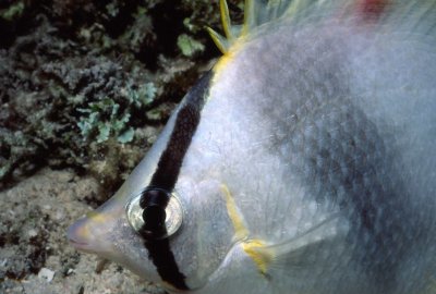 Banded Butterfly.jpg
