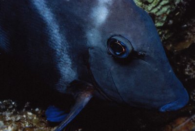 Blue Tang.jpg