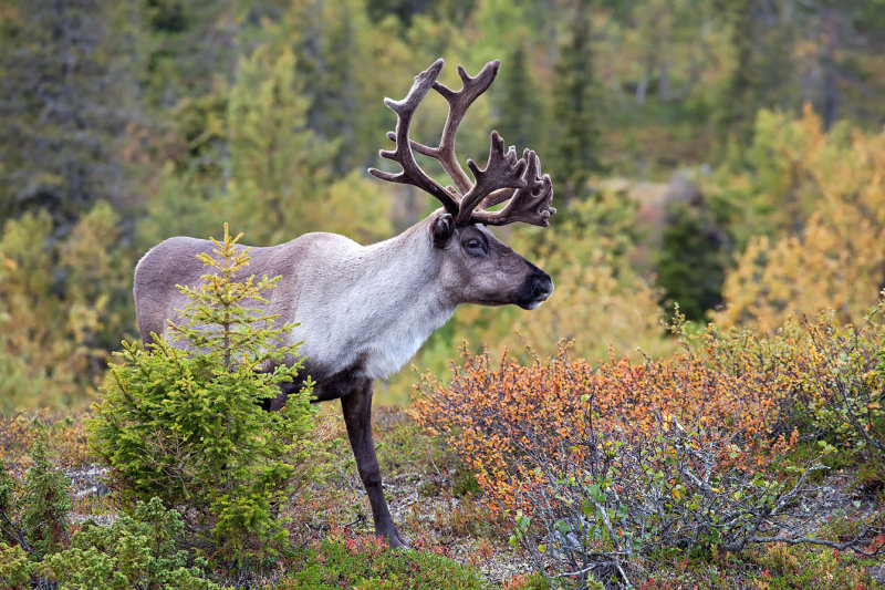 Reindeer