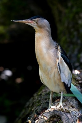 Little Bittern (ixobrychus minutus)