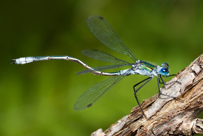 Am I Defective? Emerald Damselfly (lestes sponsa)