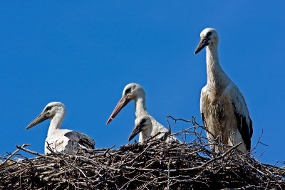 White Stork Family