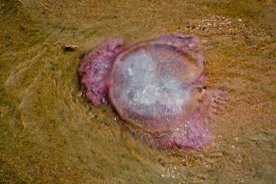 Ao Nang Beach: Jellyfish