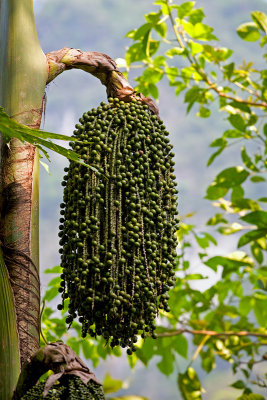 Khao Sok National Park: Palm Seeds