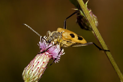Longhorn Beetle (pachyta quadrimaculata)