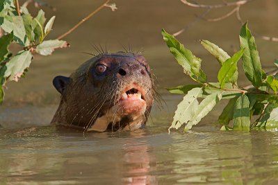 Giant Otter (pteronura brasiliensis)