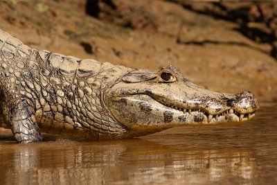 Caiman