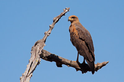 Savannah  Hawk (buteogallus meridionalis)