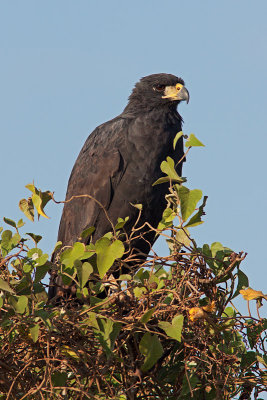 Great Black Hawk (buteogallus urubitinga)