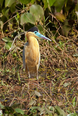 Capped Heron (pilherodius pileatus)