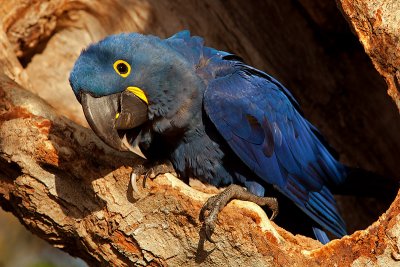 Hyacinth Macaw (anodorhynchus hyacinthinus)