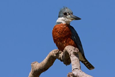 Ringed Kingfisher (megaceryle torquata)
