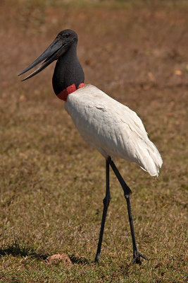 Jabiru (jabiru mycteria)