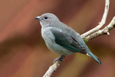 Blue-Grey Tanager (thraupis episcopus)