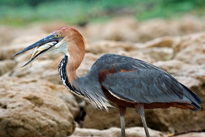 Breakfast in Rain (Goliath Heron Eating Fish)