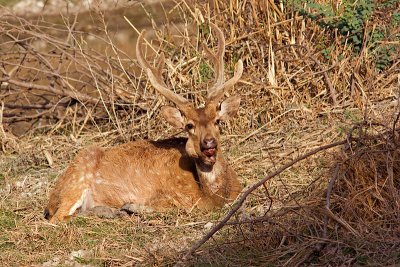 Spotted Deer