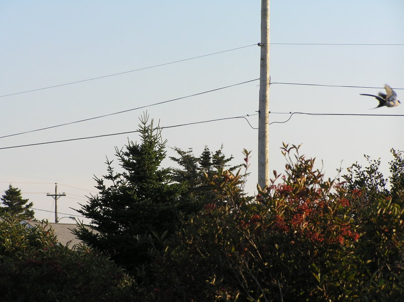 P1010029.JPG