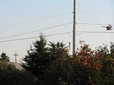 P1010029.JPG