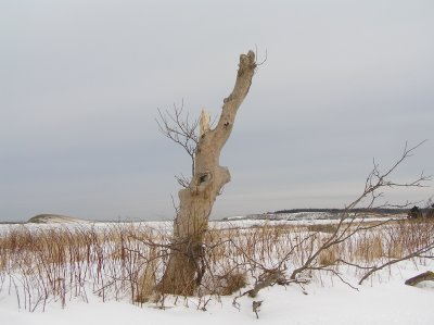 tree_stump_shots