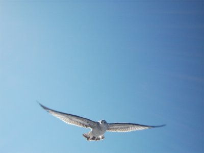 g1/15/700515/3/132034793.raRuaGOR.jpg