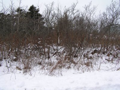 P1010020.JPG