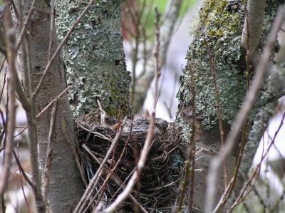 bird_nest_2008_and_young