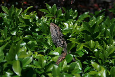 Front Yard Friend Ormiston