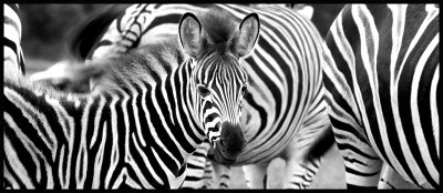 IMG_9841Conb+w.jpg