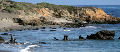 Elephant Seal Bulls fighting