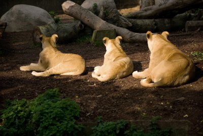 Lions in line