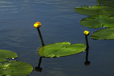 Yellow Waterlily