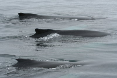 Provincetown Ma Whales 2007