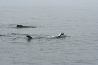 Provincetown Ma Whales 2007