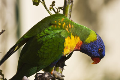 Rainbow Lorikeet