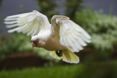 Long-billed Corella