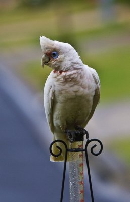 Long-billed Corella