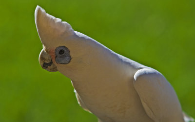 Little Corella